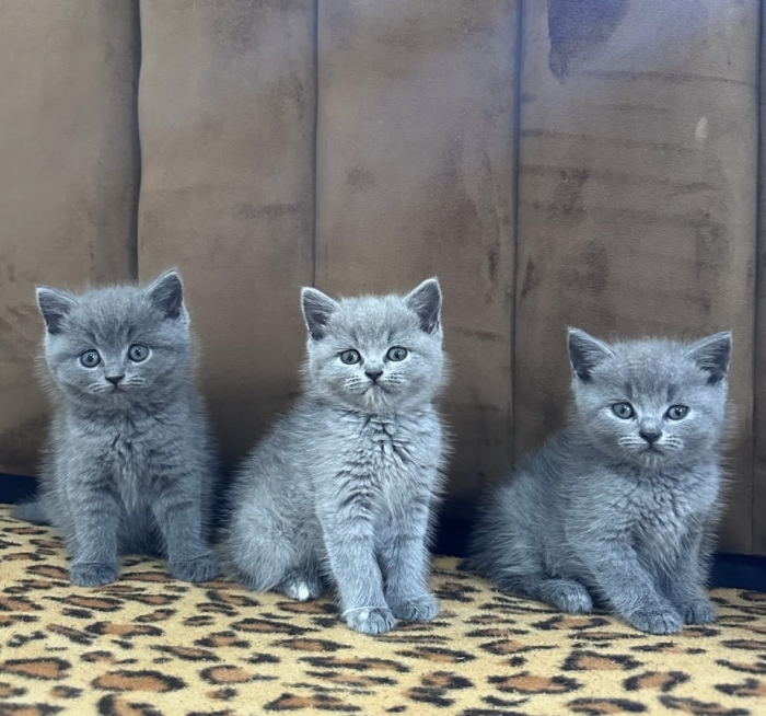 British shorthair