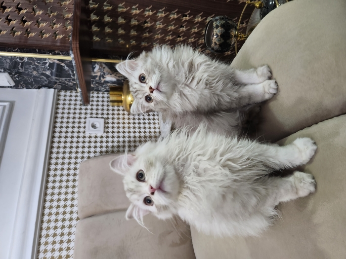 Chatons Highland/ Scottish pure race