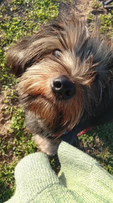 Yorkie femelle