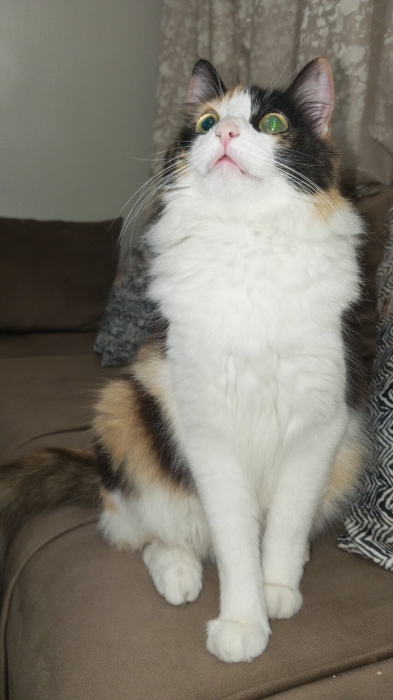 Adoption