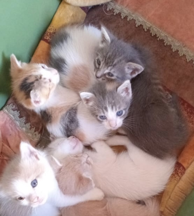Adoption