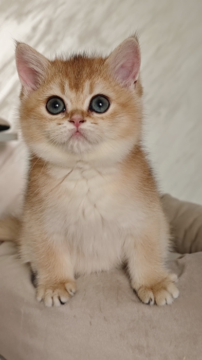 British shorthair