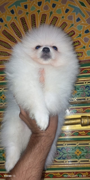 Chien spitz