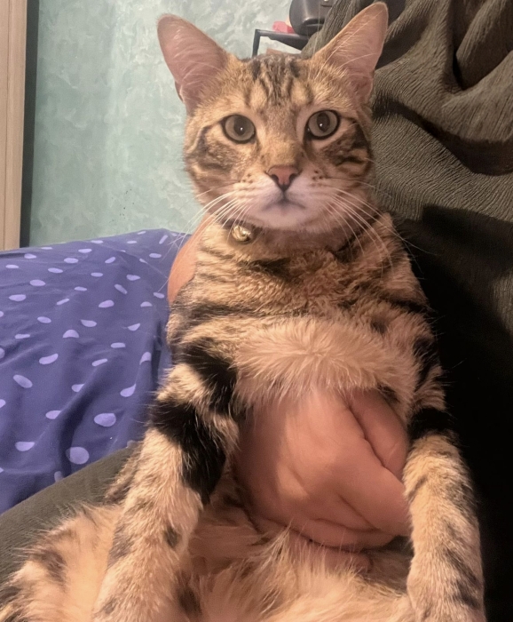 Chat européen shorthair