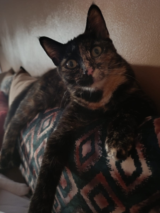 Chats a adopter