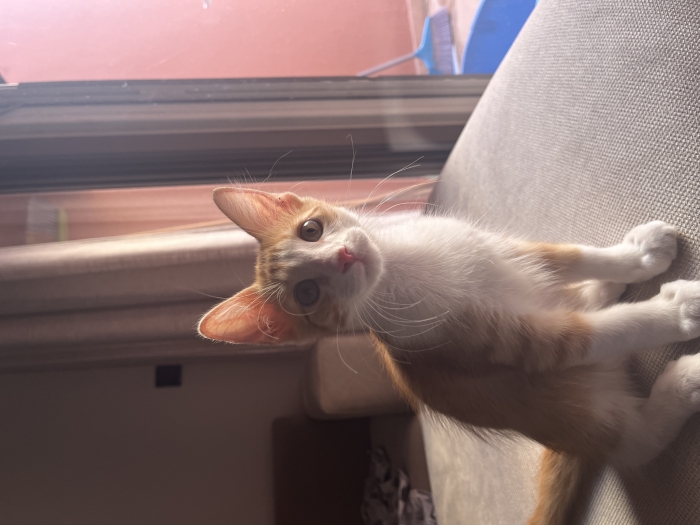 Chat à adopter