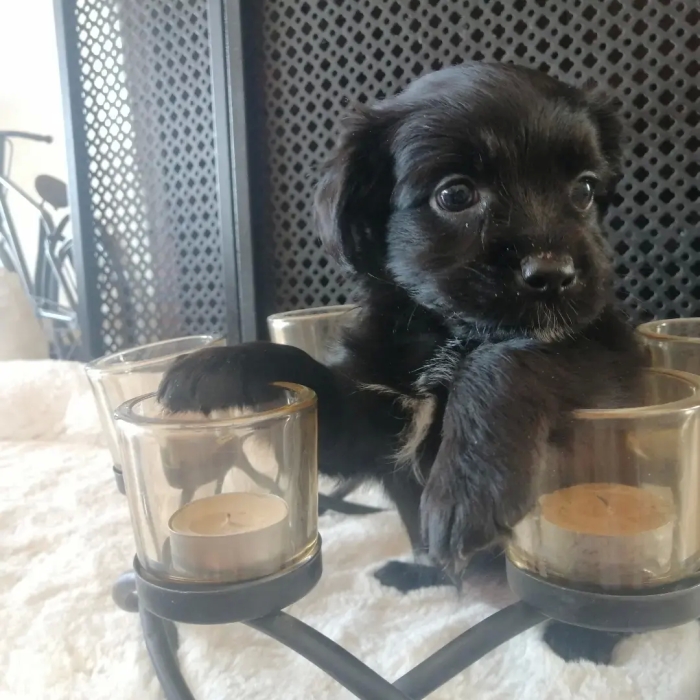 Chien Pékinois Noir Femelle