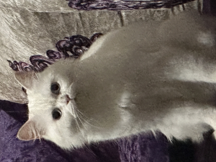 Persan