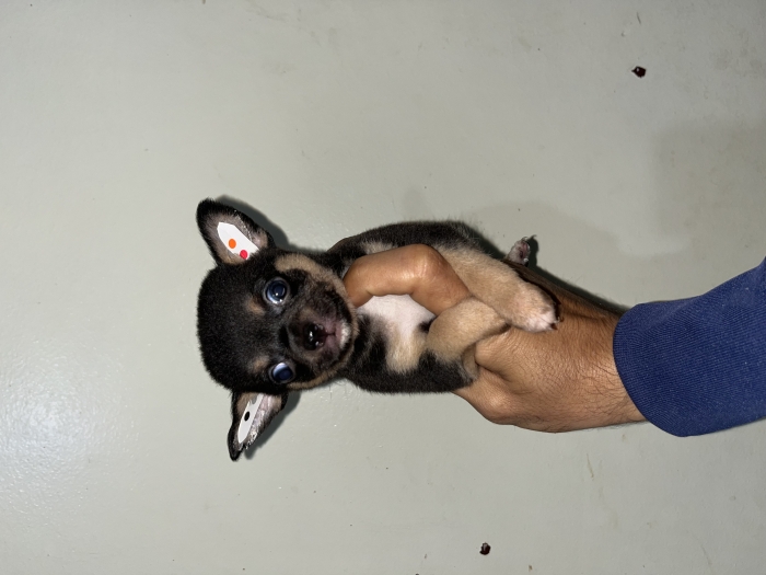 Chihuahua