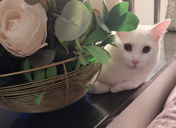 Yuki cherche une famille aimante pour la vie !