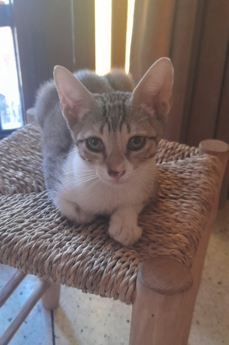 Chaton à  donner