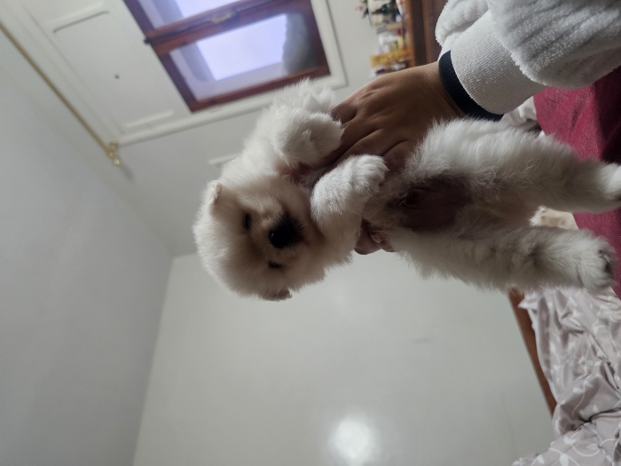 Spitz pomeranien