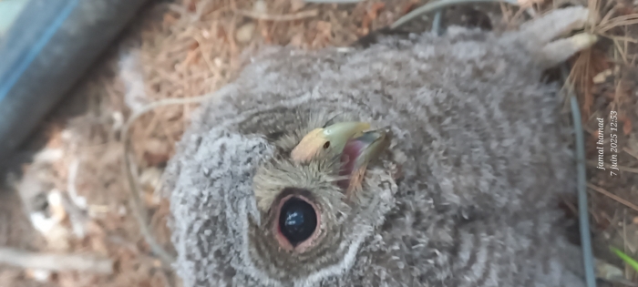 Hibou