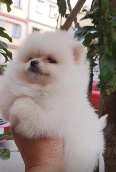 Spitz pomeranien japonais