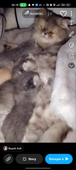 🐾 Chatons Persans de race pure à vendre 🐾