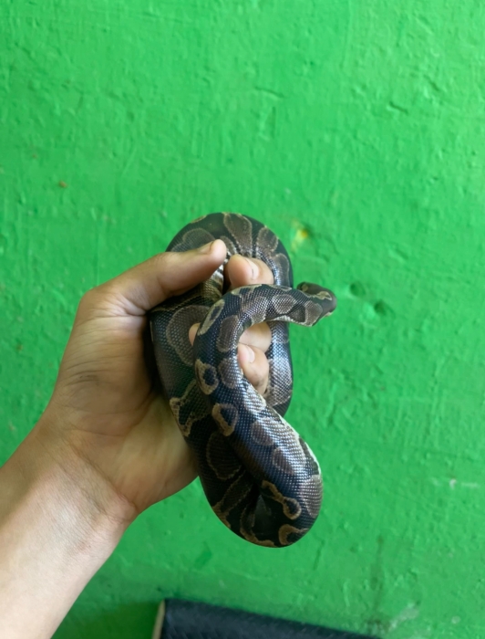 Python royal