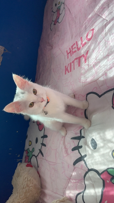 Chat angora turc pure femelle age 6mois pour des gens bien  قطة للتبني للناس طيبة لي تهلا فيها Tanger