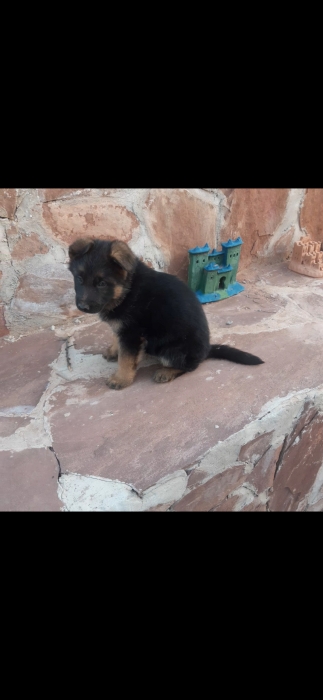 Berger allemand