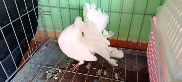 Couple pigeon paon