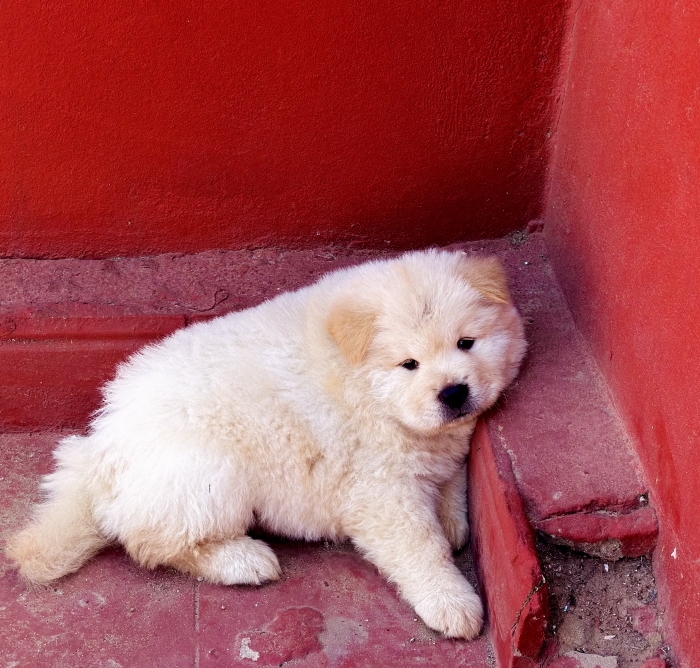 Chow chow