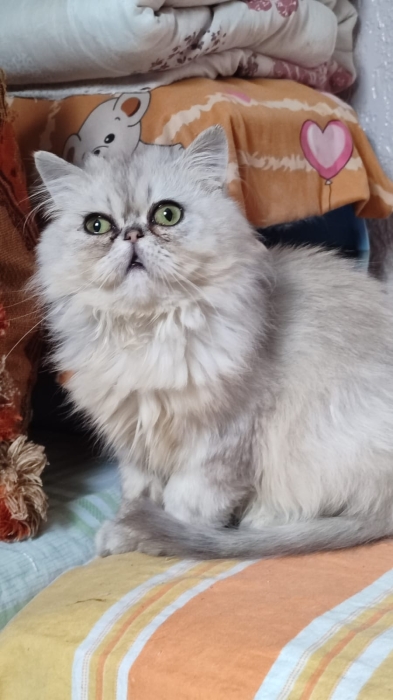 Femelle chinchilla