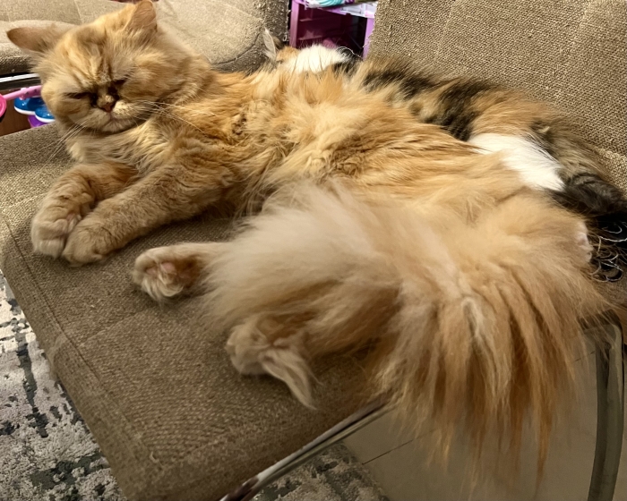 Beautiful Purebred Persian Cat
