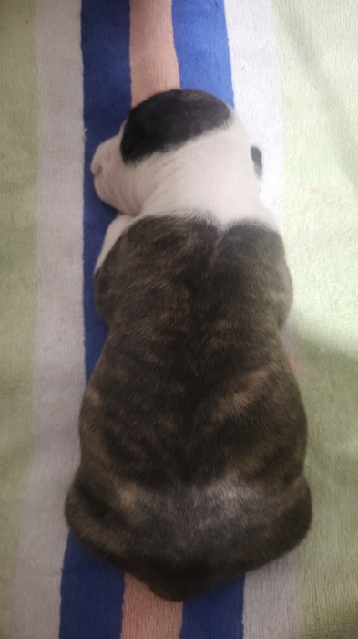 Bebe chiot pittbull