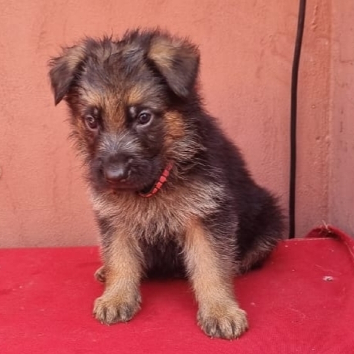 Berger Allemand