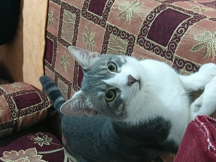 chat