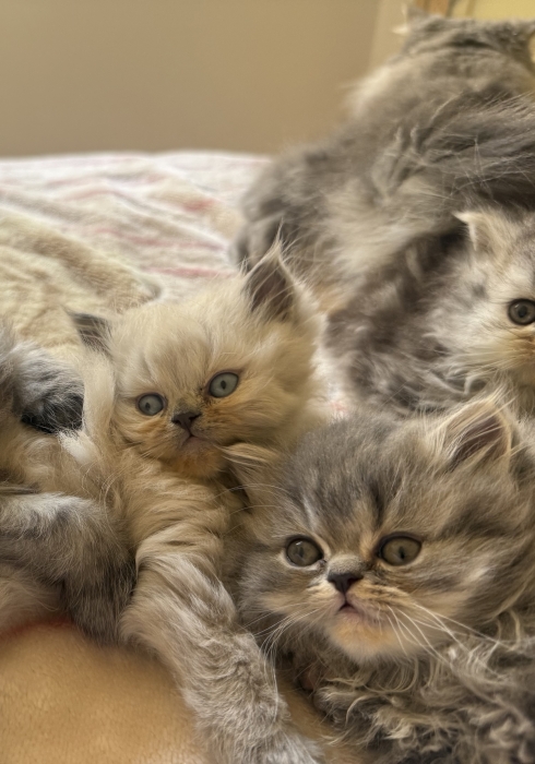 British longhair