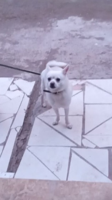 Chihuahua femelle