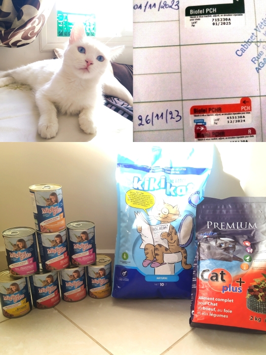 Chat Angora Turc femelle vaccinée