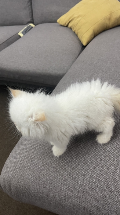 Chat persan age 2mois