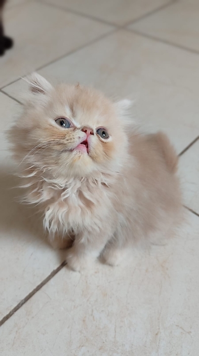 Chaton persan male