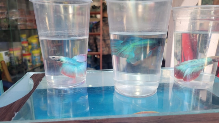 Poisson combattant