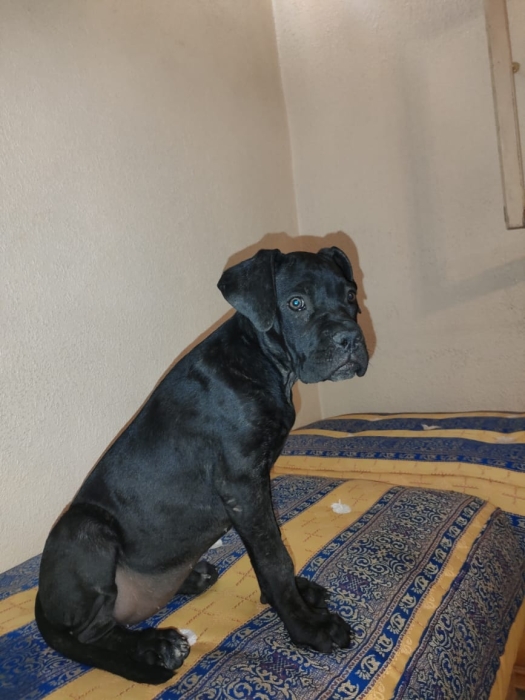Chiot Cane Corso de race pure