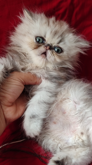 Mâle persan chinchilla