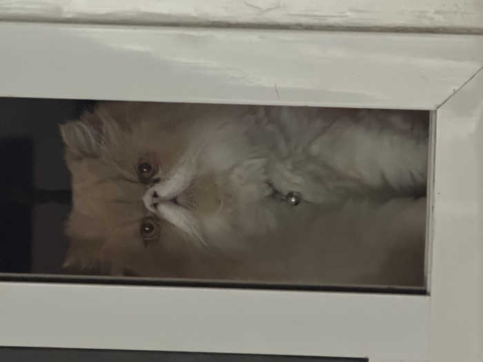 Persian chat