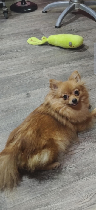 Chien spitz nain