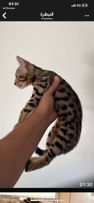 Chats bengal