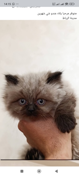 Chat