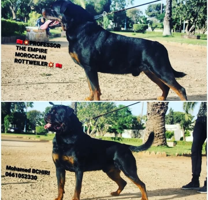 Chiots Rottweiler pedigree