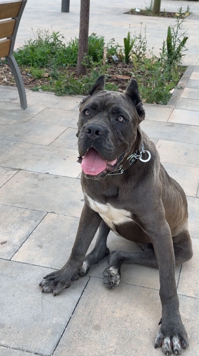 Cane corso gris femelle