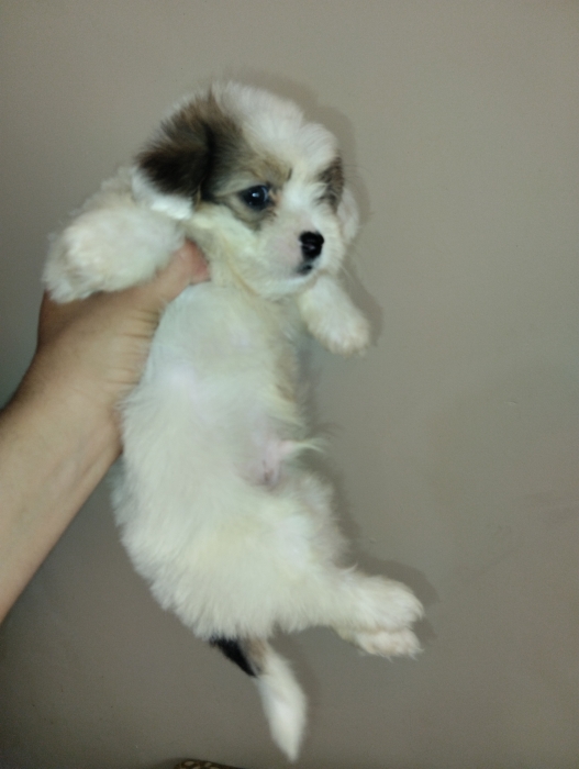 Bichon havanais