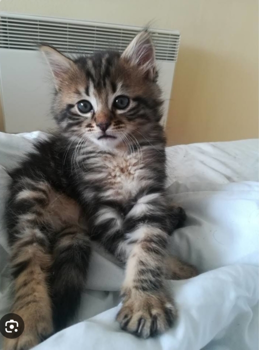 chat tigré poil long