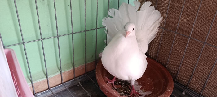 Couple pigeon paon