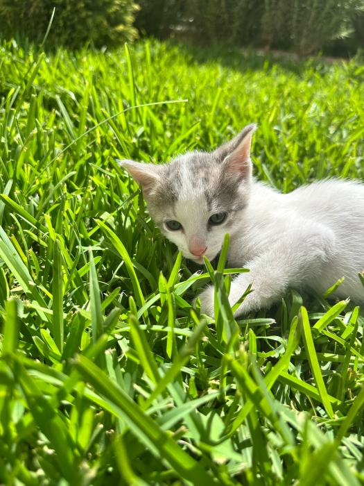 Chats pour adoption