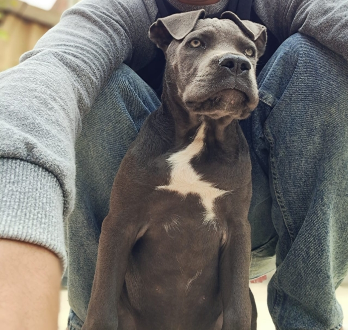 Cani corso