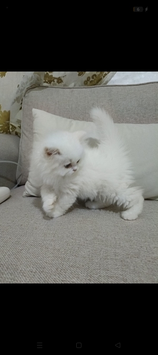 Chats persans