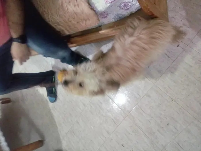 Caniche